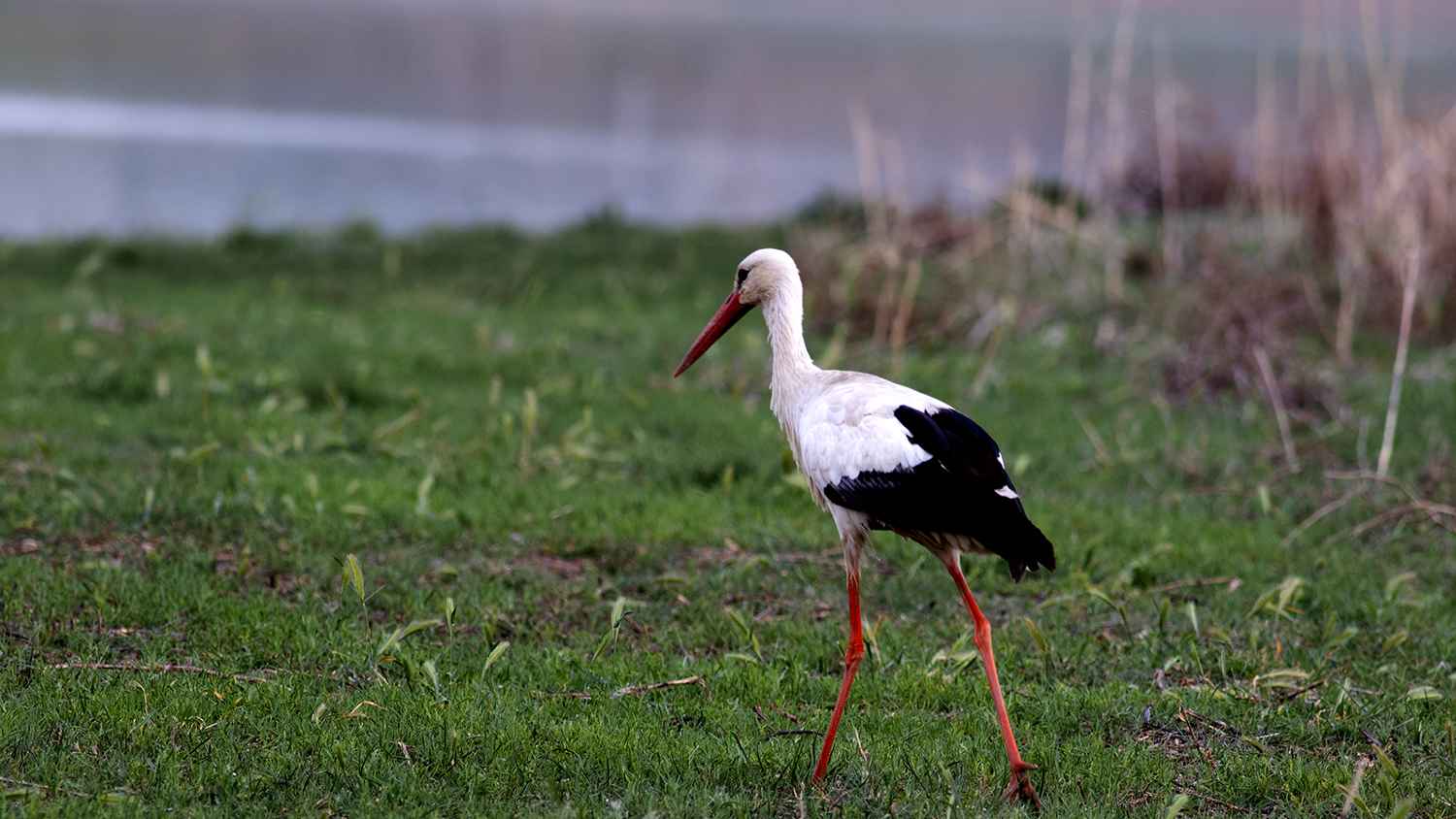 White Stork